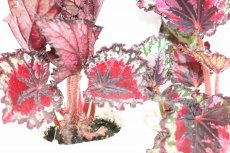 画像3: 【水草】ベゴニア レックス エンバー【1ポット】(観葉植物) (3)