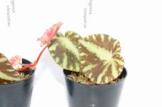 画像2: 【水草】【通販】ベゴニア クレオパトラ【1ポット】(観葉植物) (2)