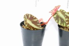 画像3: 【水草】【通販】ベゴニア クレオパトラ【1ポット】(観葉植物) (3)