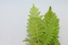 画像2: 【水草】ブレクナム シルバーレディ【1ポット】(観葉植物) (2)