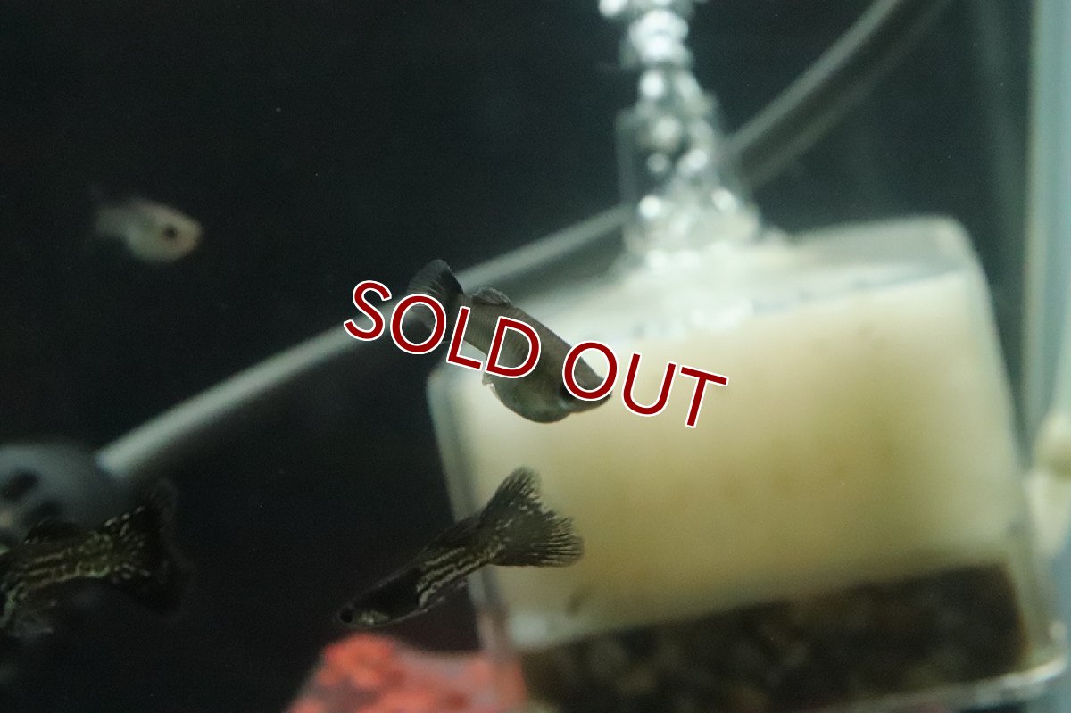 画像2: 【淡水魚】国産 ブラックメタルレースグッピー【１ペア サンプル画像】(国産グッピー)(生体)(熱帯魚)NK (2)