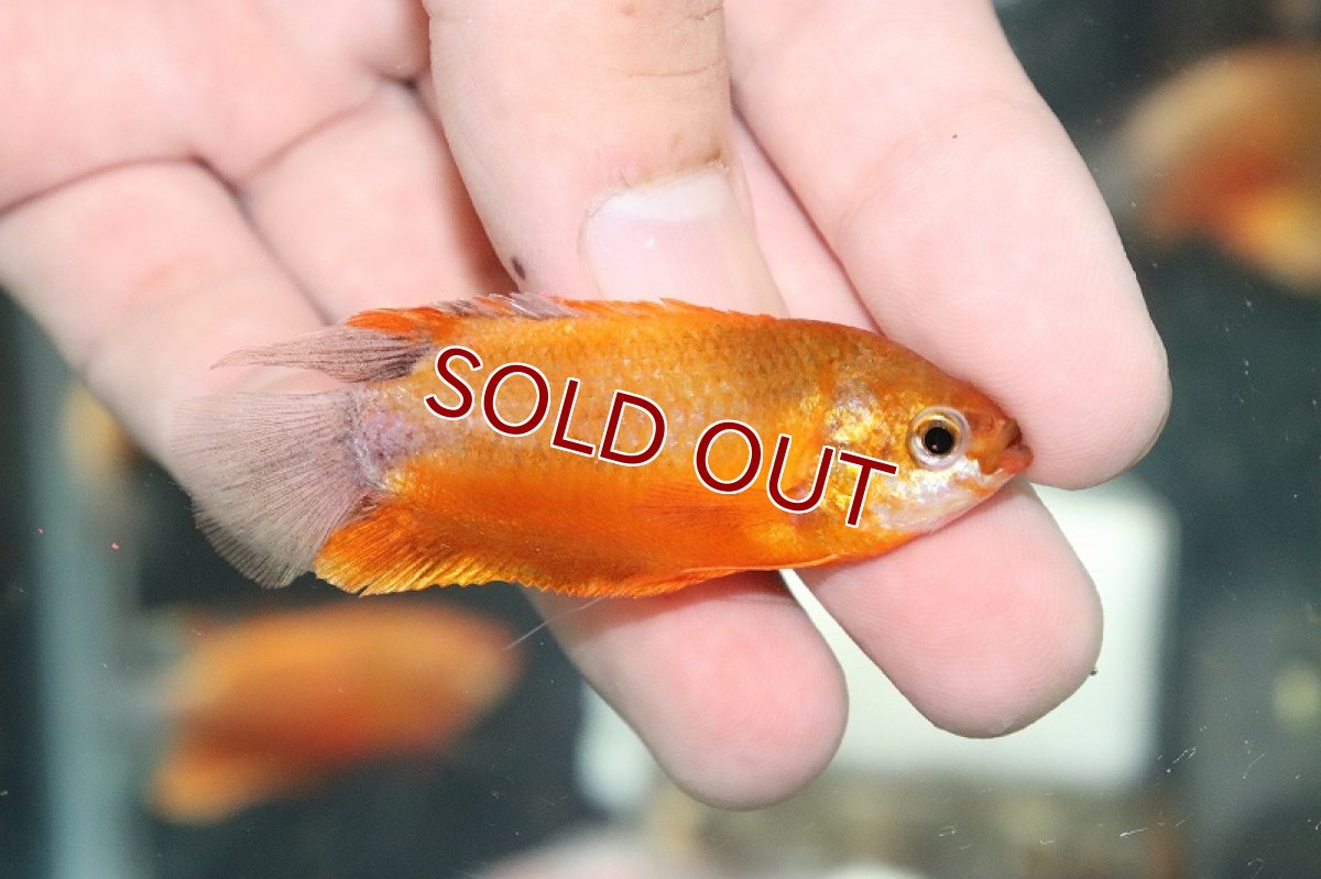 画像2: 【淡水魚】珍しいサイズ XLサイズ レッドハニーグラミー【１匹サンプル画像】(±5-6cm)(グラミー)(生体)(熱帯魚)NK (2)