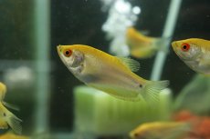 画像1: 【淡水魚】【通販】ゴールデングラミー【１匹 サンプル画像】(グラミー)(生体)(熱帯魚)NK (1)