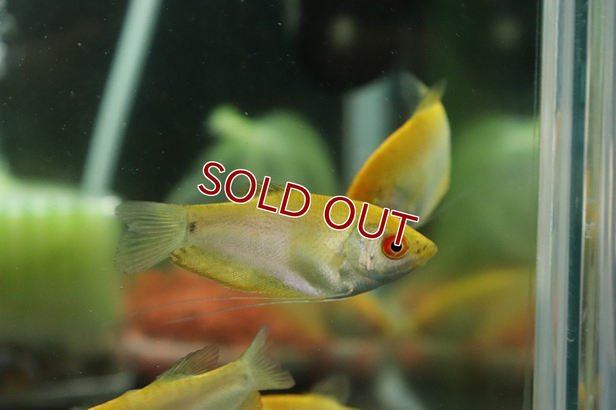 画像2: 【淡水魚】ゴールデングラミー【１匹 サンプル画像】(グラミー)(生体)(熱帯魚)NK (2)