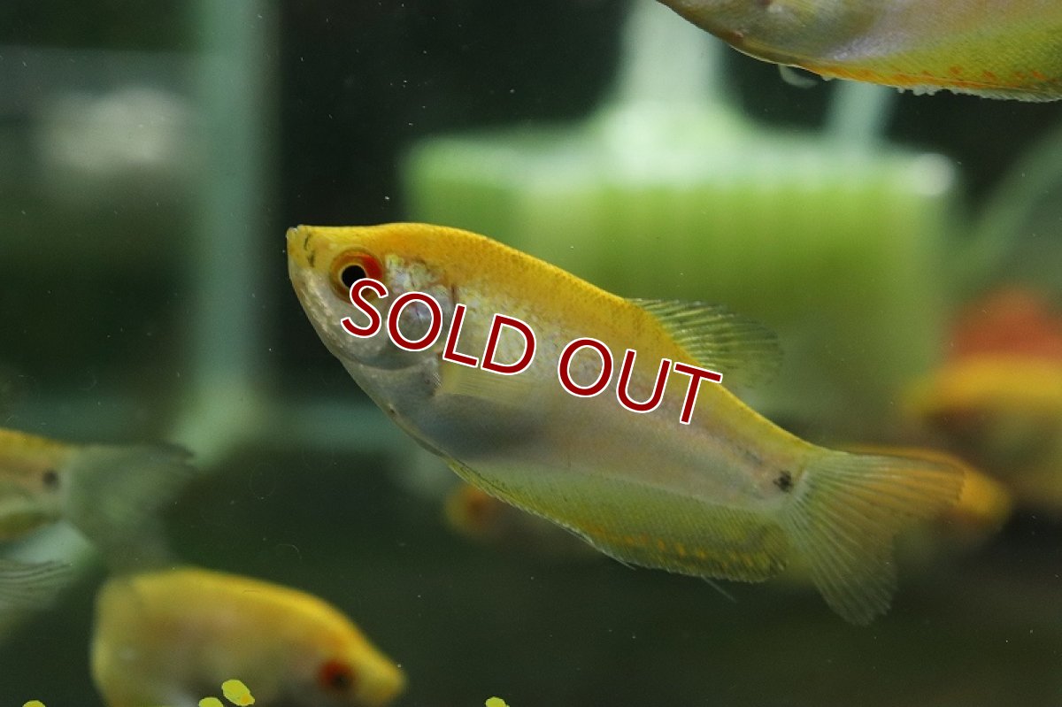 画像3: 【淡水魚】ゴールデングラミー【１匹 サンプル画像】(グラミー)(生体)(熱帯魚)NK (3)