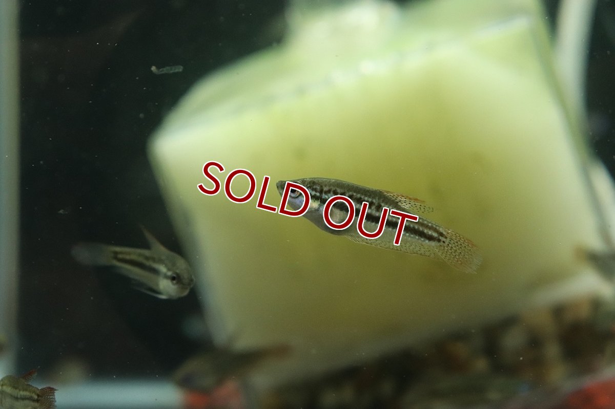 画像2: 【淡水魚】ピグミーグラミー【１匹 サンプル画像】(グラミー)(生体)(熱帯魚)NK (2)