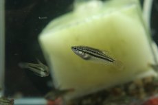 画像2: 【淡水魚】ピグミーグラミー【１匹 サンプル画像】(グラミー)(生体)(熱帯魚)NK (2)