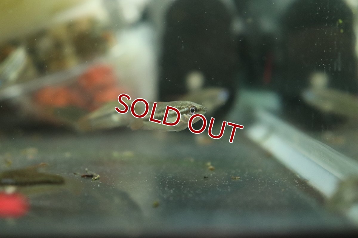 画像3: 【淡水魚】ピグミーグラミー【１匹 サンプル画像】(グラミー)(生体)(熱帯魚)NK (3)