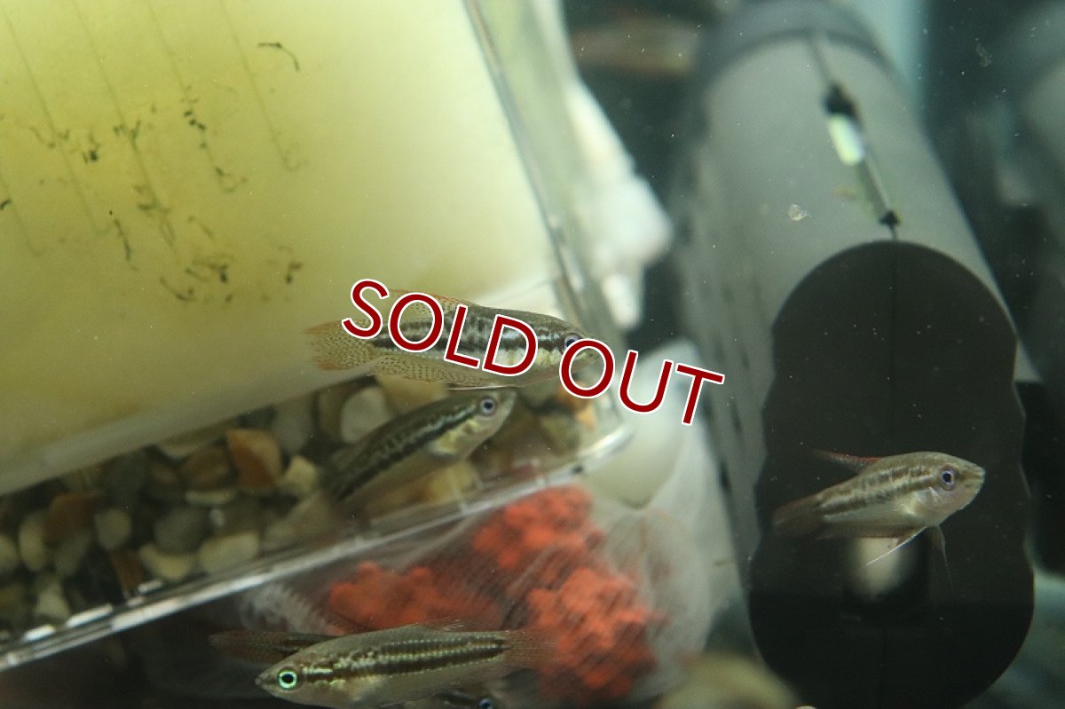 画像4: 【淡水魚】ピグミーグラミー【１匹 サンプル画像】(グラミー)(生体)(熱帯魚)NK (4)