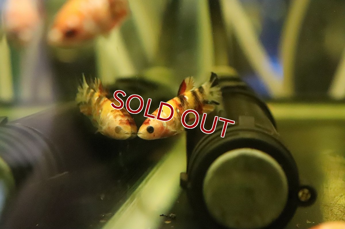 画像2: 【淡水魚】特価 キャンディベタ (コイベタ) ♀【１匹 サンプル画像】(ベタ)(生体)(熱帯魚)NKBT (2)