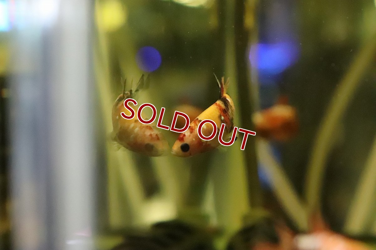 画像3: 【淡水魚】特価 キャンディベタ (コイベタ) ♀【１匹 サンプル画像】(ベタ)(生体)(熱帯魚)NKBT (3)