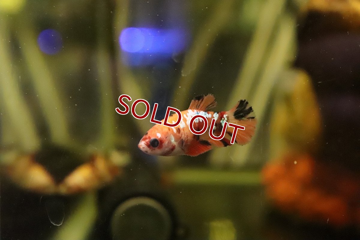 画像4: 【淡水魚】特価 キャンディベタ (コイベタ) ♀【１匹 サンプル画像】(ベタ)(生体)(熱帯魚)NKBT (4)