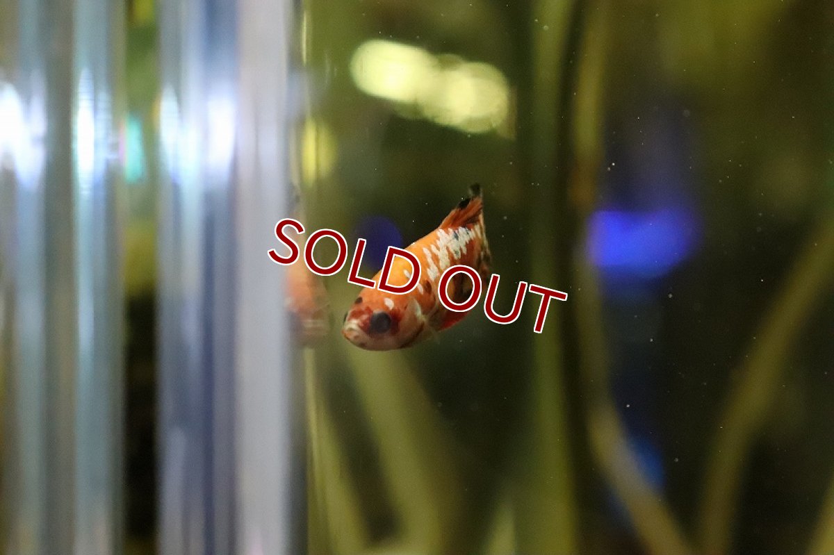 画像5: 【淡水魚】特価 キャンディベタ (コイベタ) ♀【１匹 サンプル画像】(ベタ)(生体)(熱帯魚)NKBT (5)