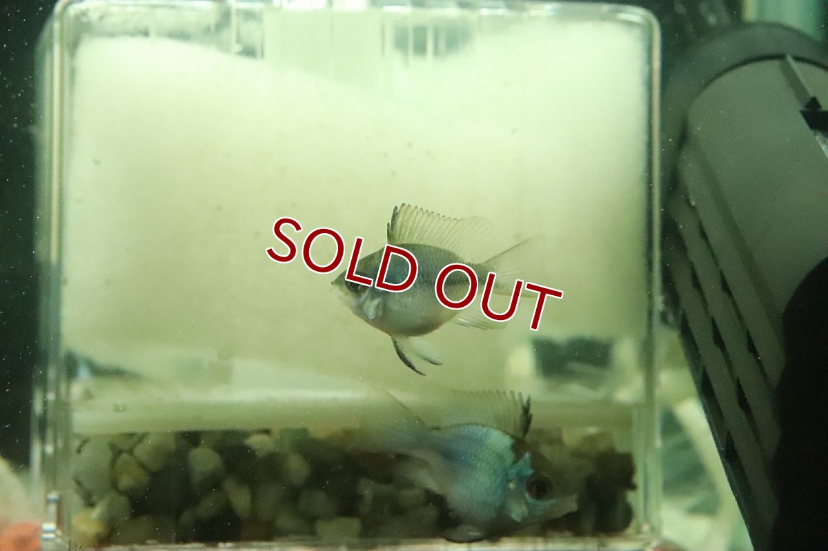画像2: 【淡水魚】ロングフィン バルーンコバルトブルーラミレジィ【１匹 サンプル画像】(ラミレジィ)(生体)(熱帯魚)NK (2)