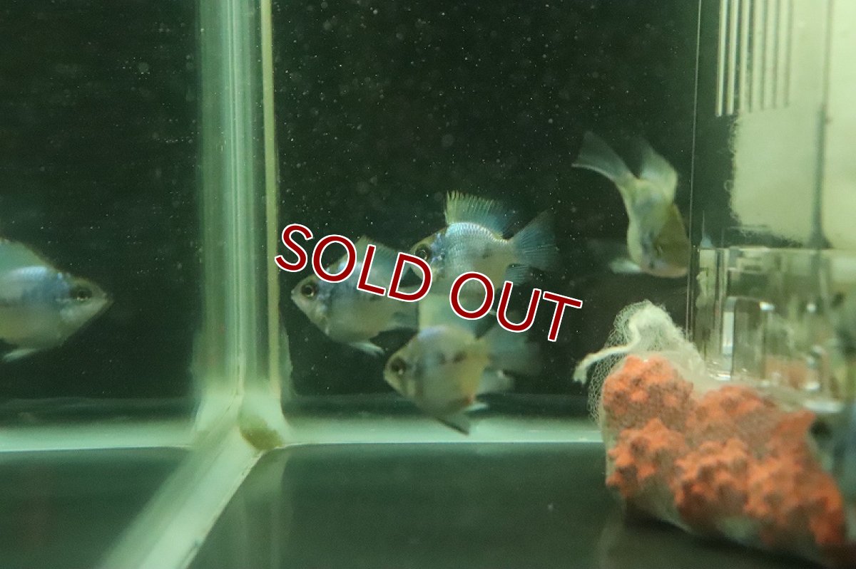 画像4: 【淡水魚】ロングフィン バルーンコバルトブルーラミレジィ【１匹 サンプル画像】(ラミレジィ)(生体)(熱帯魚)NK (4)