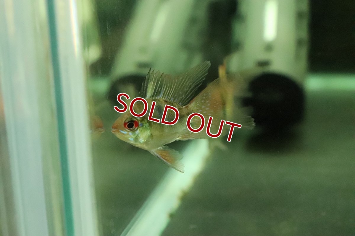 画像2: 【淡水魚】ロングフィン バルーンラミレジィ【１匹 サンプル画像】(ラミレジィ)(生体)(熱帯魚)NK (2)