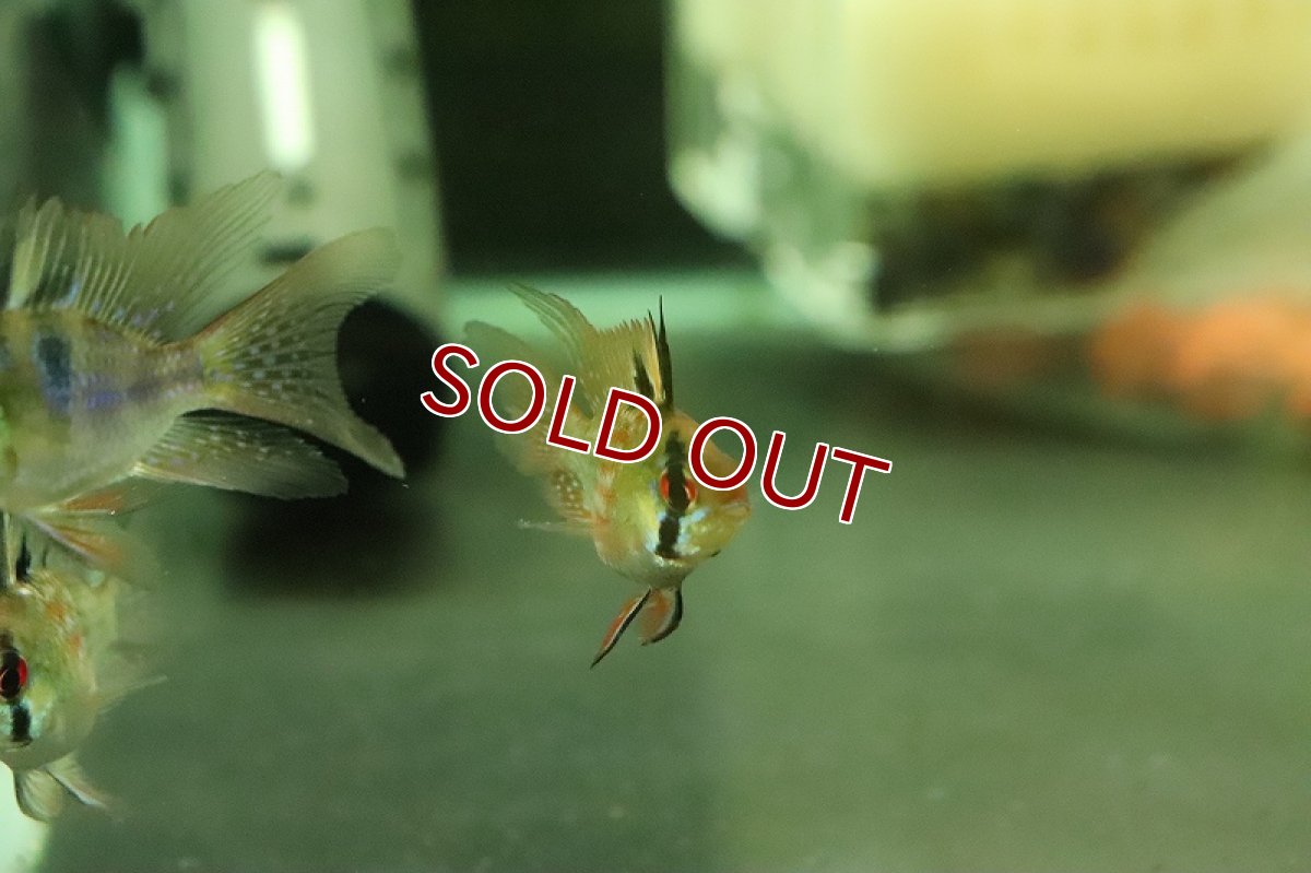 画像3: 【淡水魚】ロングフィン バルーンラミレジィ【１匹 サンプル画像】(ラミレジィ)(生体)(熱帯魚)NK (3)