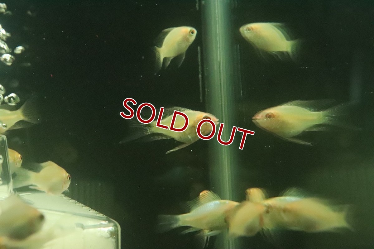 画像2: 【淡水魚】ロングフィン ショートボディ ゴールデンラミレジィ【１匹 サンプル画像】(ラミレジィ)(生体)(熱帯魚)NK (2)