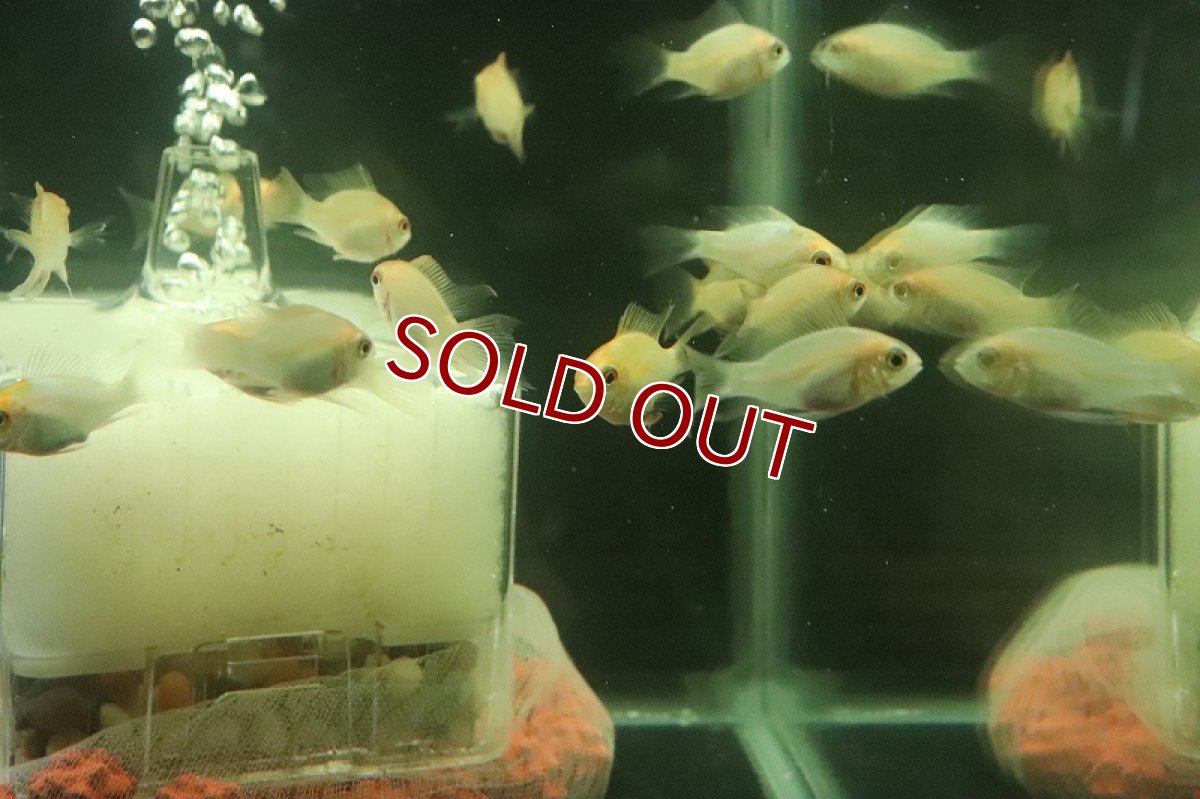 画像3: 【淡水魚】ロングフィン ショートボディ ゴールデンラミレジィ【１匹 サンプル画像】(ラミレジィ)(生体)(熱帯魚)NK (3)