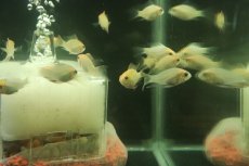 画像3: 【淡水魚】【通販】ロングフィン ショートボディ ゴールデンラミレジィ【１匹 サンプル画像】(ラミレジィ)(生体)(熱帯魚)NK (3)