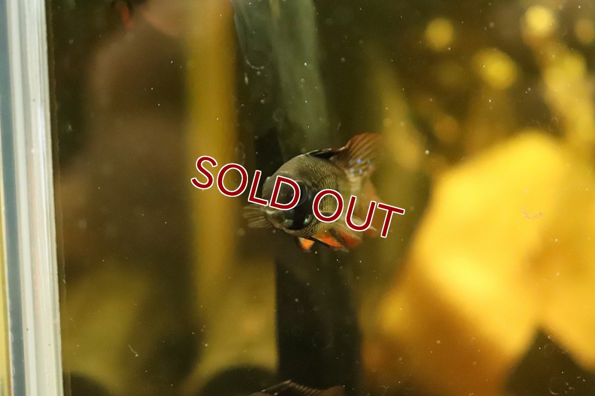 画像2: 【淡水魚】【通販】スーパーブラックラミレジィ【１匹 サンプル画像】(ラミレジィ)(生体)(熱帯魚)NK (2)