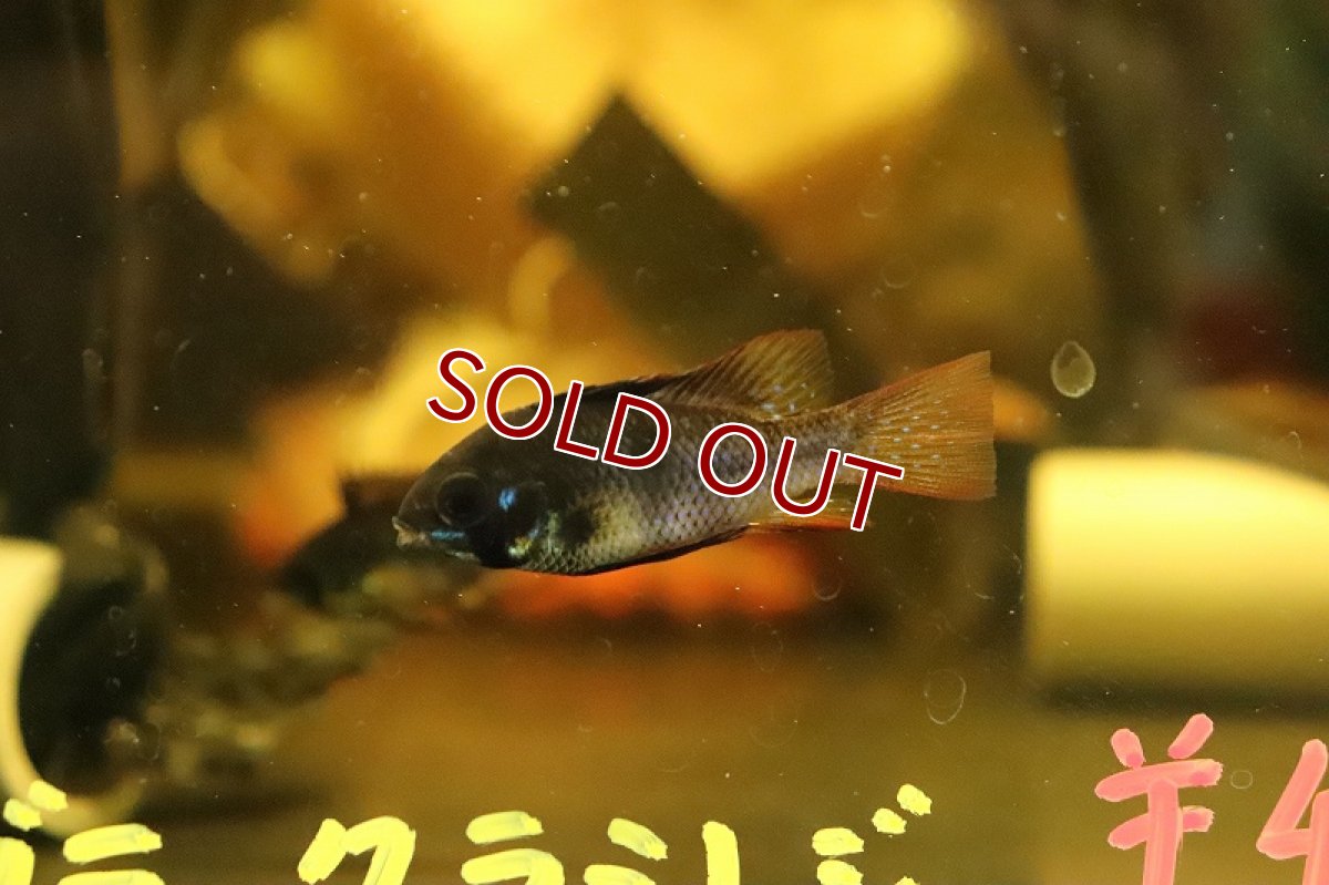 画像3: 【淡水魚】【通販】スーパーブラックラミレジィ【１匹 サンプル画像】(ラミレジィ)(生体)(熱帯魚)NK (3)