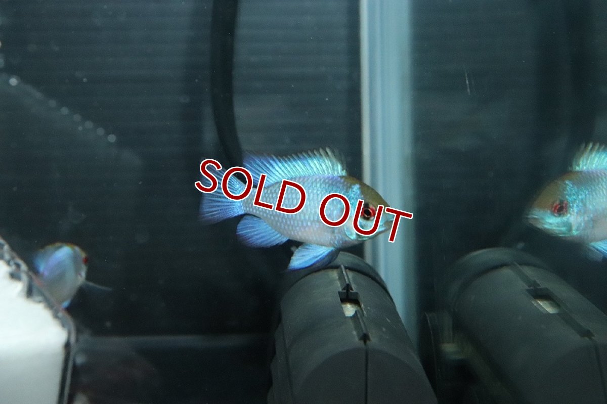 画像2: 【淡水魚】Lサイズ ペア販売 ハイボディコバルトブルーラミレジィ【１ペア サンプル画像】(ラミレジィ)(生体)(熱帯魚)NKRM (2)