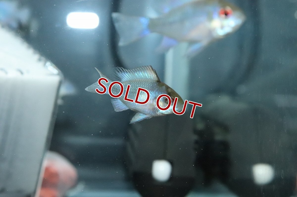 画像3: 【淡水魚】Lサイズ ペア販売 ハイボディコバルトブルーラミレジィ【１ペア サンプル画像】(ラミレジィ)(生体)(熱帯魚)NKRM (3)