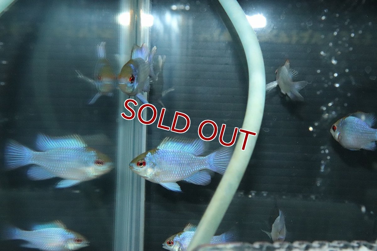 画像4: 【淡水魚】Lサイズ ペア販売 ハイボディコバルトブルーラミレジィ【１ペア サンプル画像】(ラミレジィ)(生体)(熱帯魚)NKRM (4)