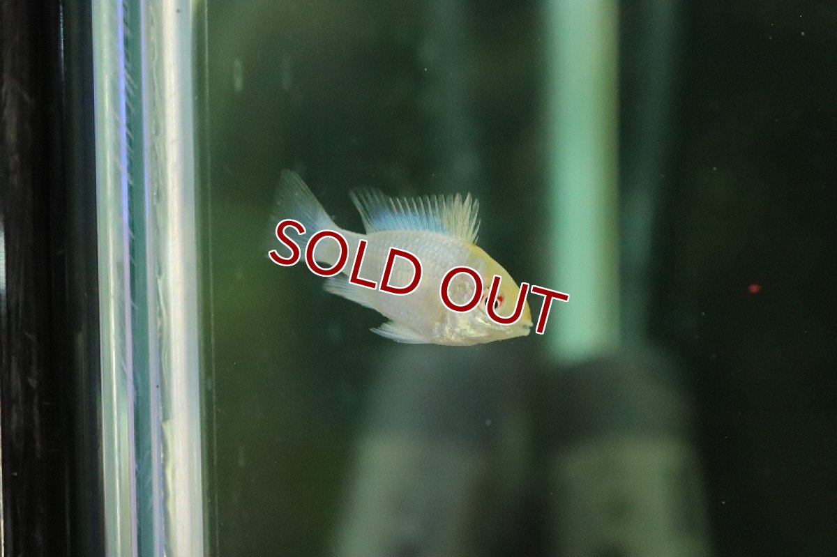 画像2: 【淡水魚】特価 ホワイティパステルブルーラミレジィ【１匹 サンプル画像】(ラミレジィ)(生体)(熱帯魚)NKRM (2)