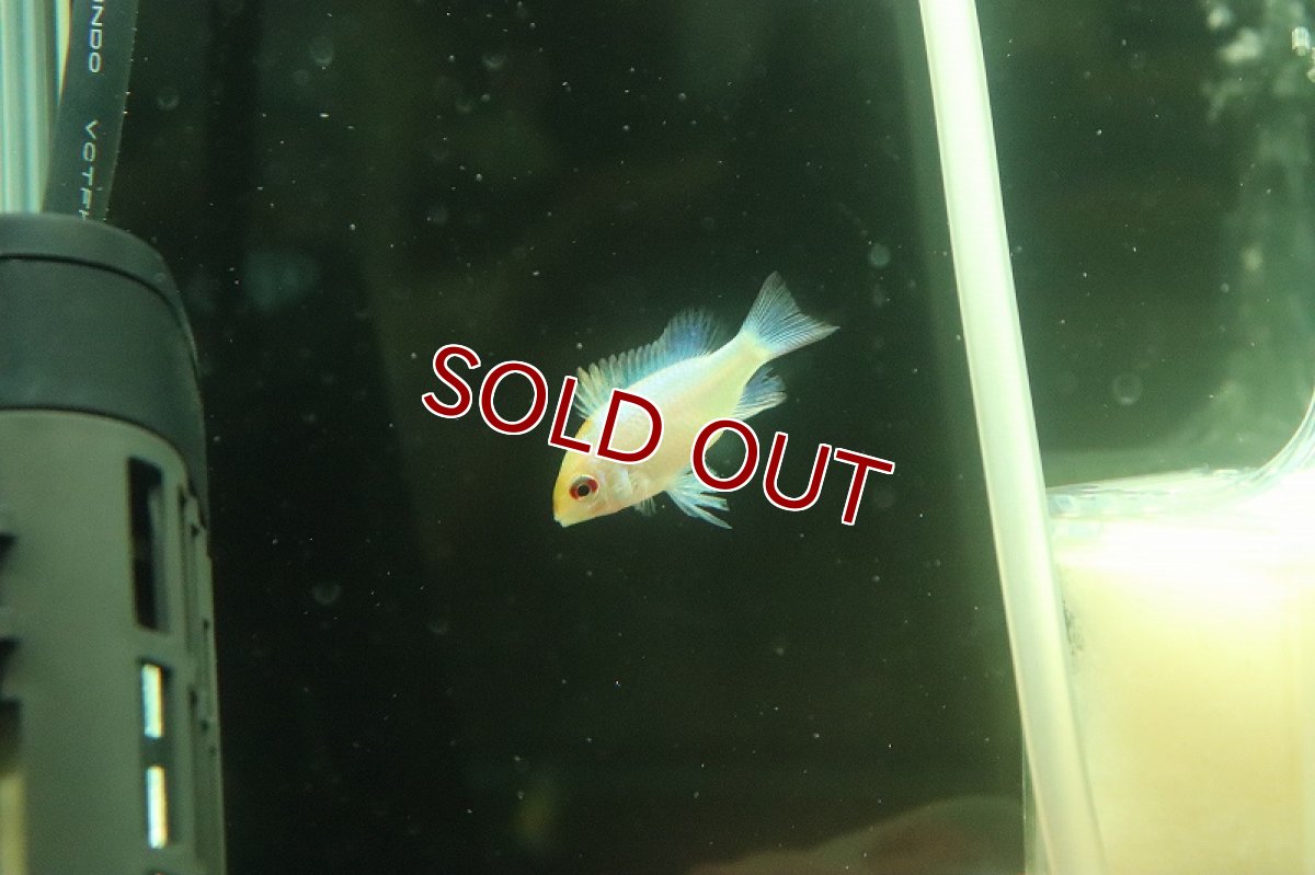 画像3: 【淡水魚】特価 ホワイティパステルブルーラミレジィ【１匹 サンプル画像】(ラミレジィ)(生体)(熱帯魚)NKRM (3)