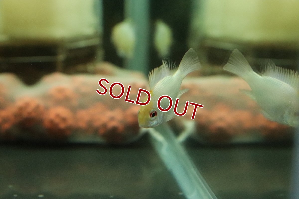 画像4: 【淡水魚】特価 ホワイティパステルブルーラミレジィ【１匹 サンプル画像】(ラミレジィ)(生体)(熱帯魚)NKRM (4)