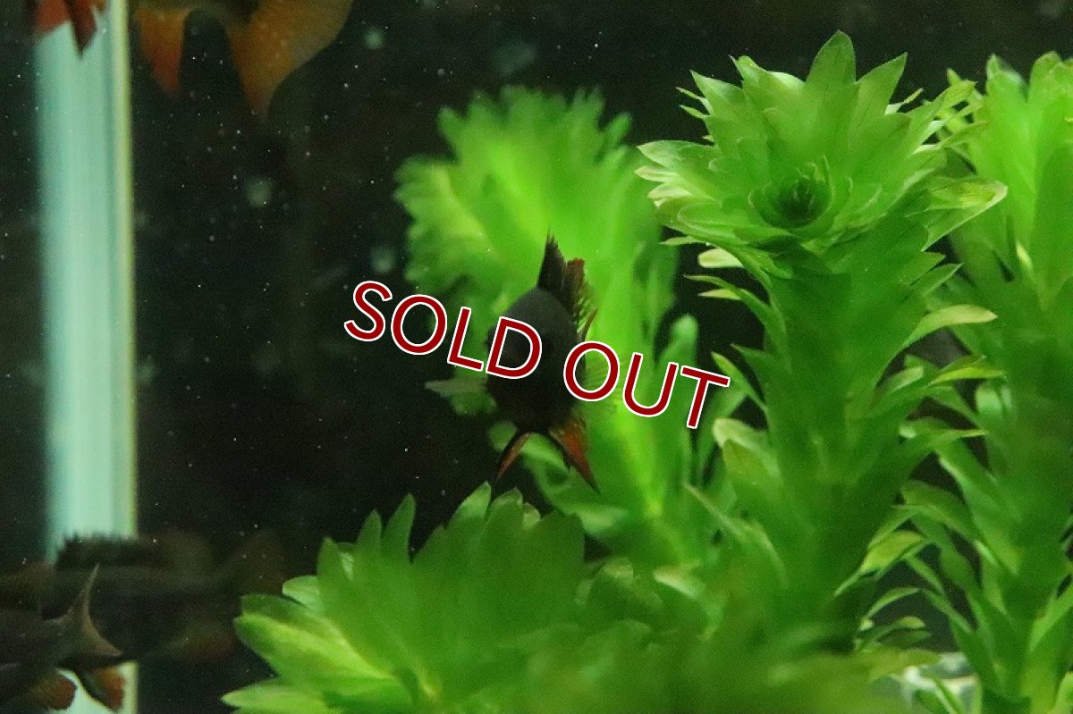 画像2: 【淡水魚】激レア Lサイズ スーパーブラックラミレジィ【１匹 サンプル画像】(ラミレジィ)(生体)(熱帯魚)NK (2)