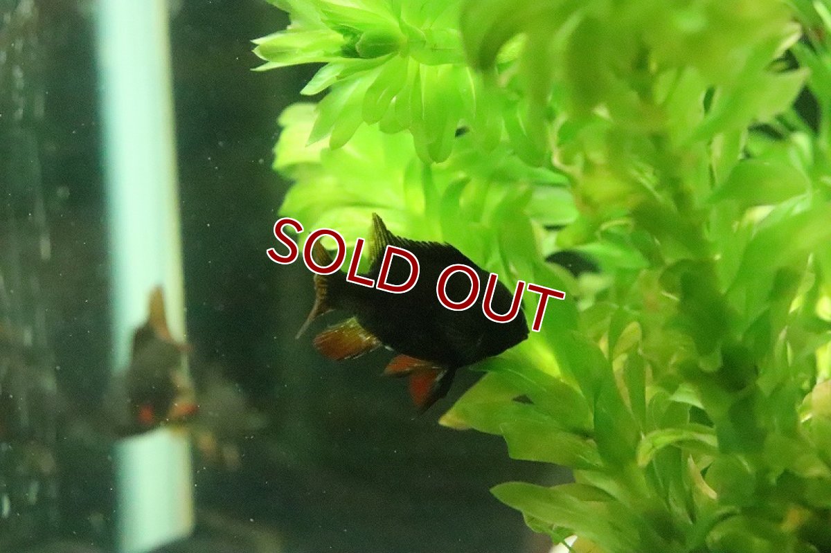 画像3: 【淡水魚】激レア Lサイズ スーパーブラックラミレジィ【１匹 サンプル画像】(ラミレジィ)(生体)(熱帯魚)NK (3)