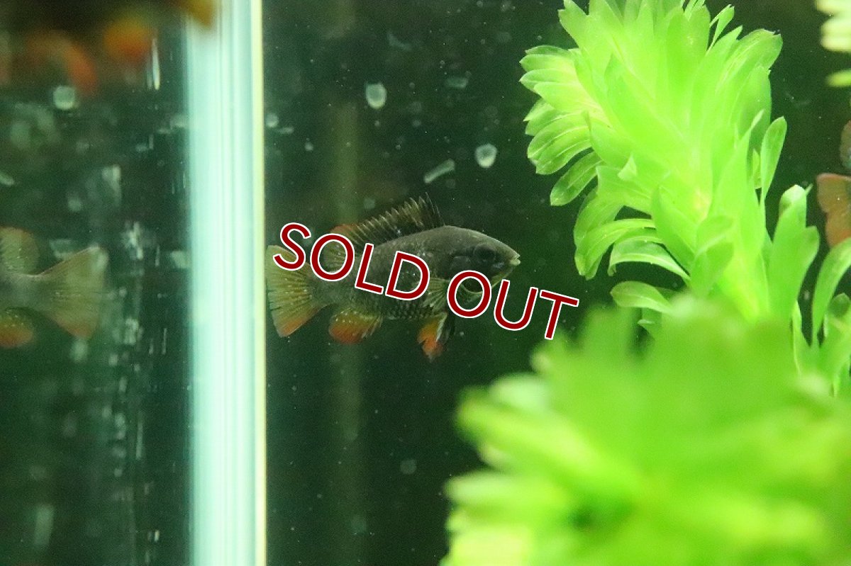 画像4: 【淡水魚】激レア Lサイズ スーパーブラックラミレジィ【１匹 サンプル画像】(ラミレジィ)(生体)(熱帯魚)NK (4)