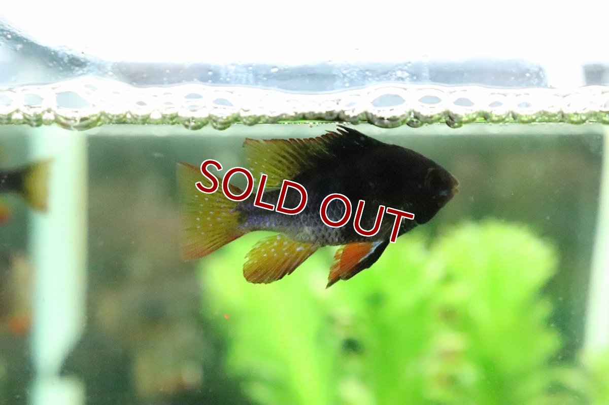 画像5: 【淡水魚】激レア Lサイズ スーパーブラックラミレジィ【１匹 サンプル画像】(ラミレジィ)(生体)(熱帯魚)NK (5)