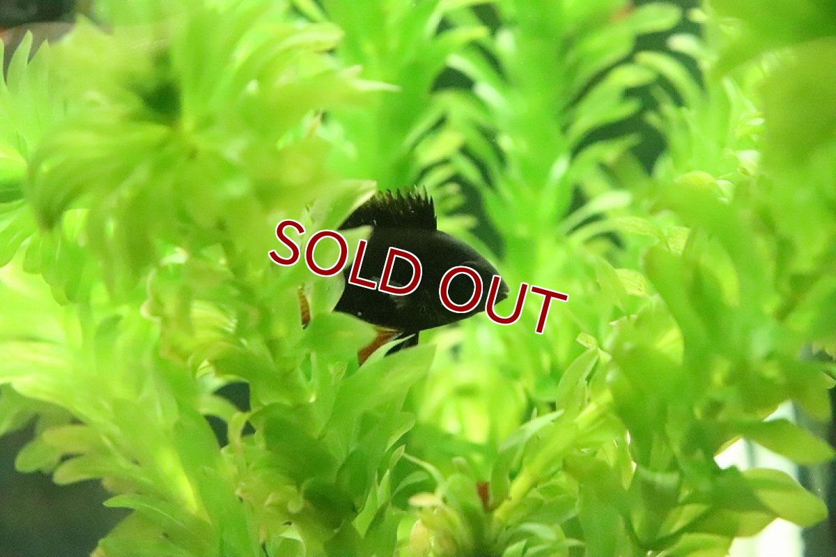 画像6: 【淡水魚】激レア Lサイズ スーパーブラックラミレジィ【１匹 サンプル画像】(ラミレジィ)(生体)(熱帯魚)NK (6)