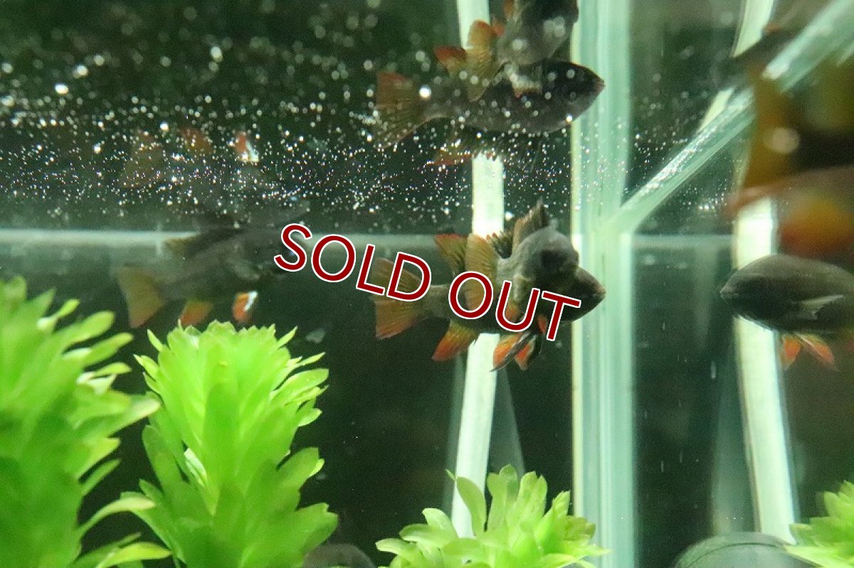 画像7: 【淡水魚】激レア Lサイズ スーパーブラックラミレジィ【１匹 サンプル画像】(ラミレジィ)(生体)(熱帯魚)NK (7)