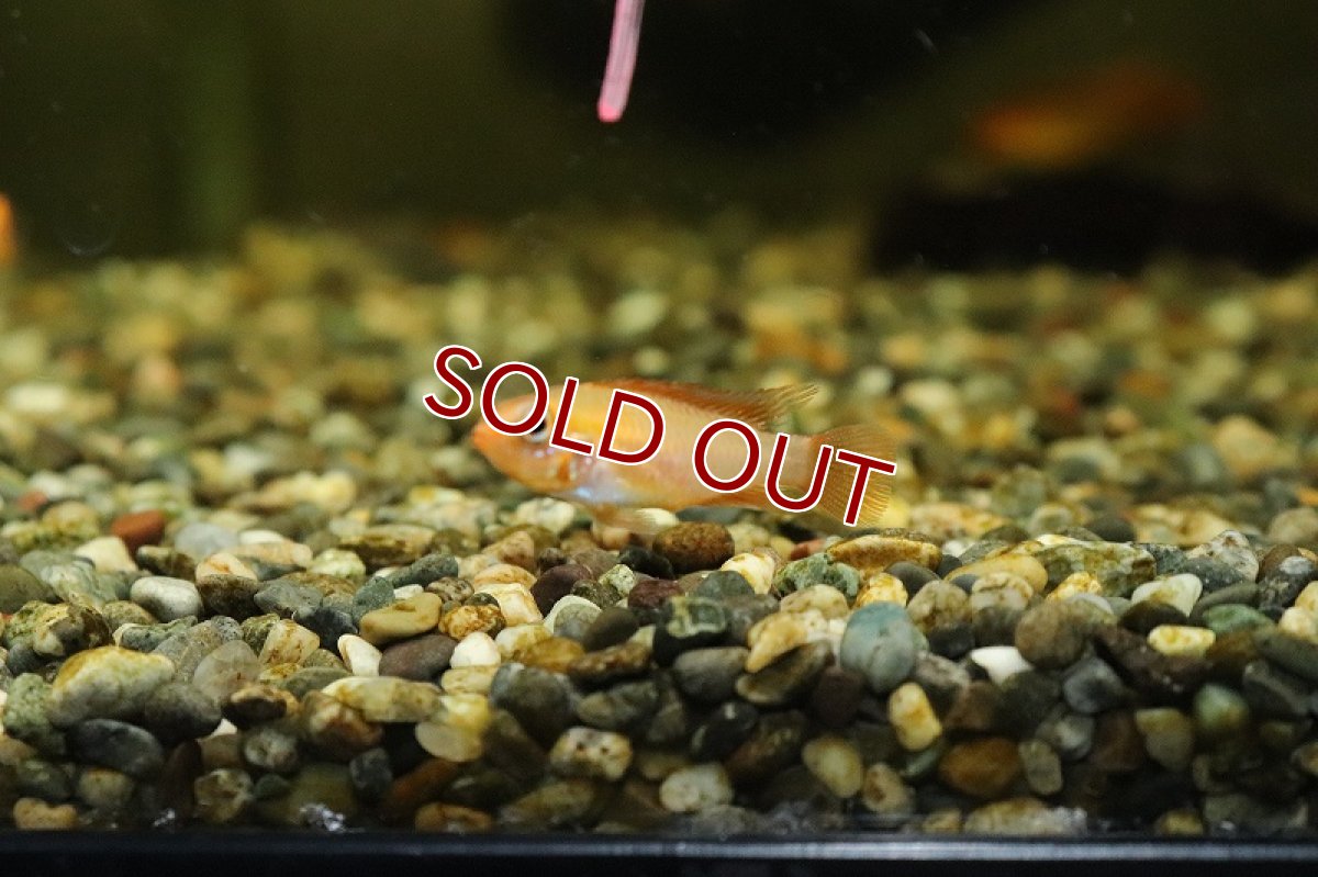 画像2: 【淡水魚】【通販】アピストグラマ アガシジィ ファイヤーレッド【1ペア サンプル画像】(アピストグラマ)(生体)(熱帯魚)NKAP (2)