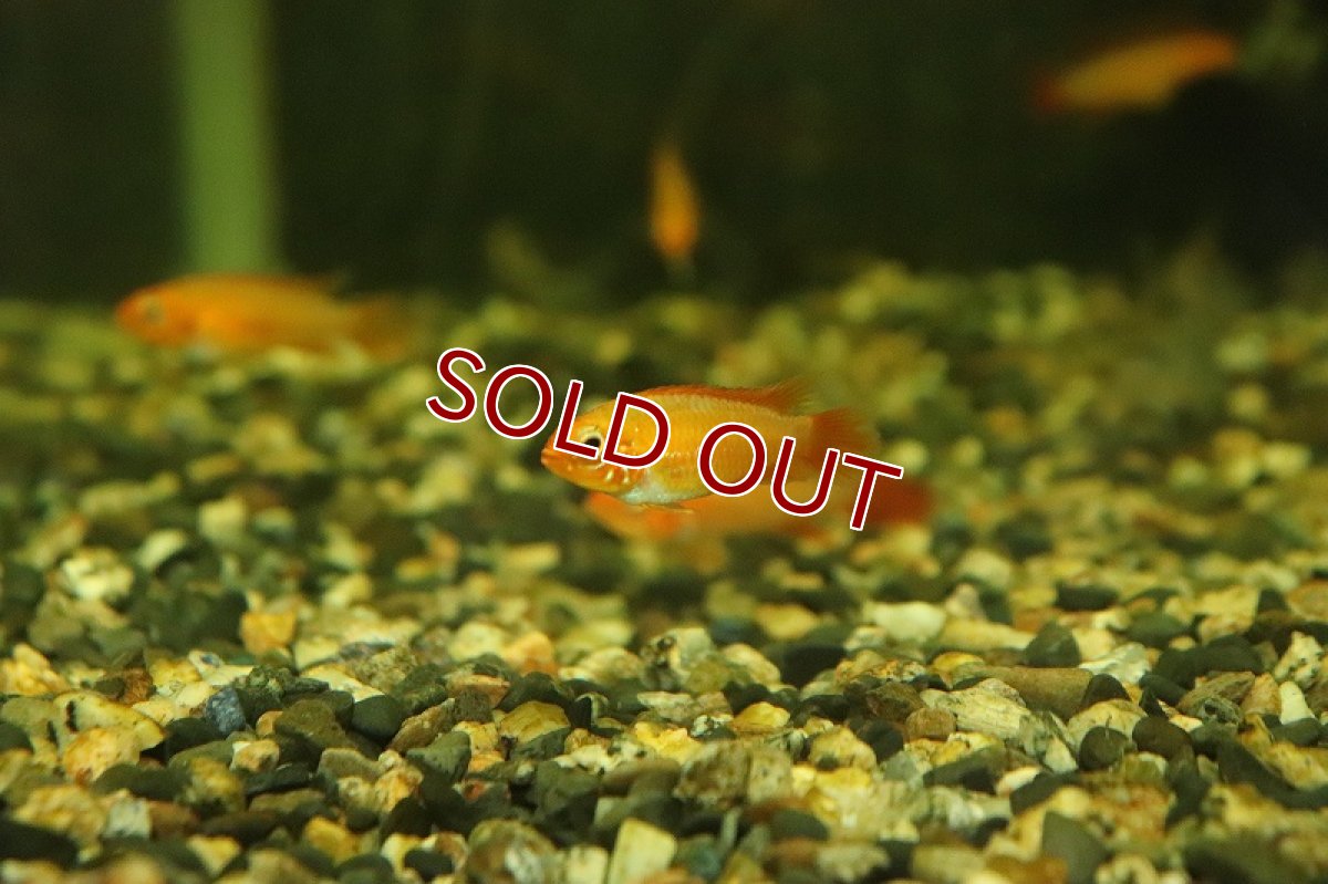 画像2: 【淡水魚】【通販】アピストグラマ アガシジィ スーパーファイヤーレッド【１ペア サンプル画像】(アピストグラマ)(生体)(熱帯魚)NKAP (2)