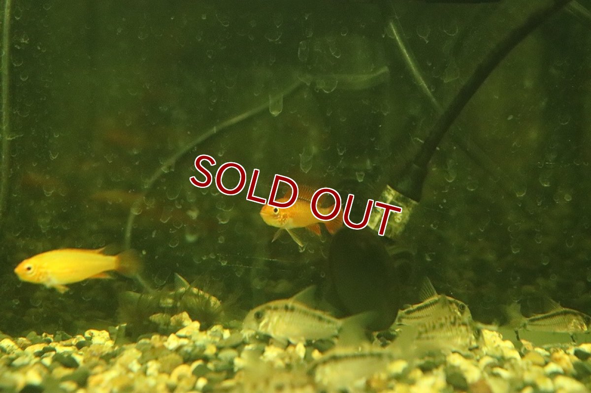 画像4: 【淡水魚】【通販】アピストグラマ アガシジィ スーパーファイヤーレッド【１ペア サンプル画像】(アピストグラマ)(生体)(熱帯魚)NKAP (4)