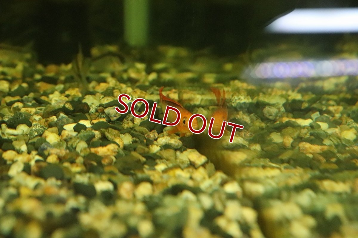 画像5: 【淡水魚】【通販】アピストグラマ アガシジィ スーパーファイヤーレッド【１ペア サンプル画像】(アピストグラマ)(生体)(熱帯魚)NKAP (5)