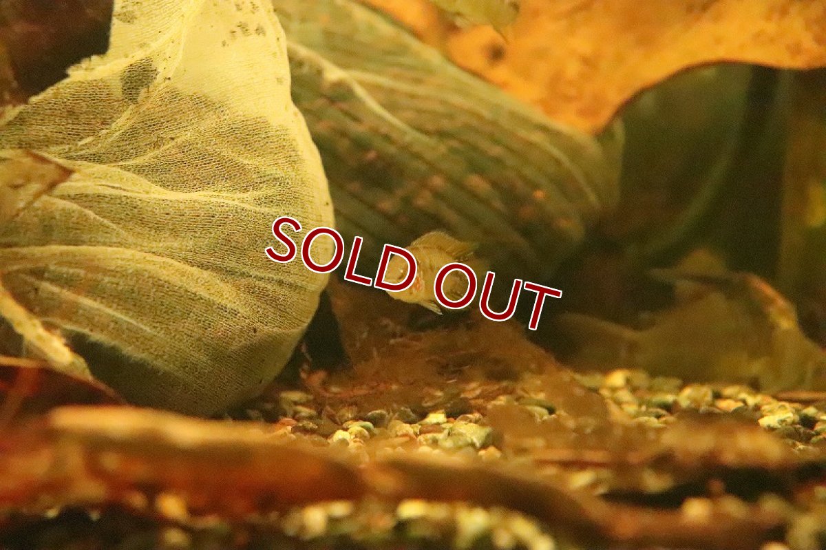 画像3: 【淡水魚】【通販】アピストグラマ ボレリー オパール【１ペア サンプル画像】(アピストグラマ)(生体)(熱帯魚)NKAP (3)