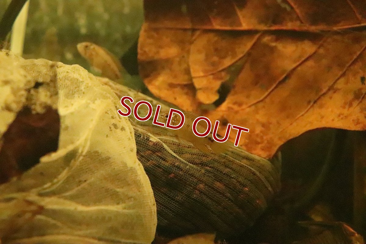 画像4: 【淡水魚】【通販】アピストグラマ ボレリー オパール【１ペア サンプル画像】(アピストグラマ)(生体)(熱帯魚)NKAP (4)