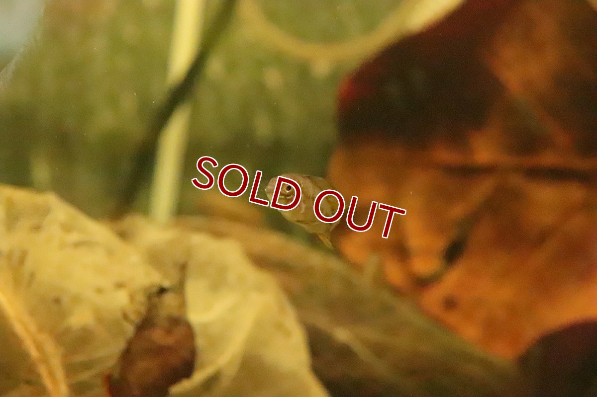 画像5: 【淡水魚】【通販】アピストグラマ ボレリー オパール【１ペア サンプル画像】(アピストグラマ)(生体)(熱帯魚)NKAP (5)