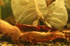 画像6: 【淡水魚】【通販】アピストグラマ ボレリー オパール【１ペア サンプル画像】(アピストグラマ)(生体)(熱帯魚)NKAP (6)