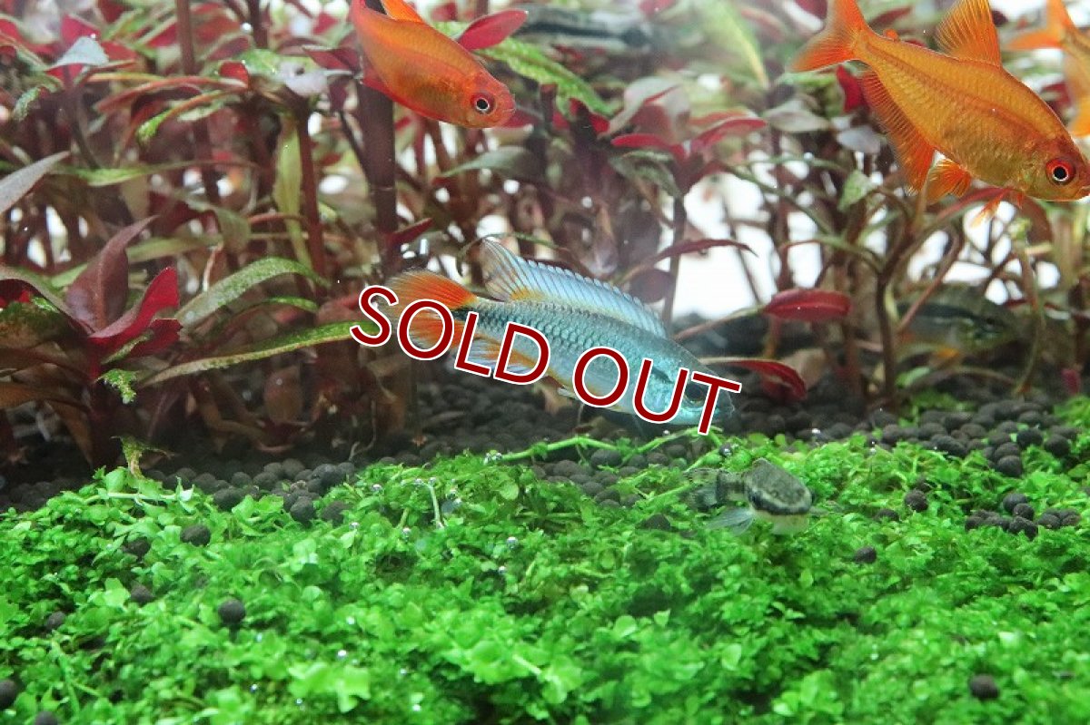 画像2: 【淡水魚】【通販】超大特価 オス個体 アピストグラマ アガシジィ ブルーフレーム【１匹 サンプル画像】(アピストグラマ)(生体)(熱帯魚)NKAP (2)