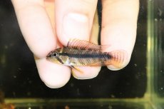 画像1: 【淡水魚】【通販】激安大特価 アピストグラマ sp マラヴィーリャ ワイルド【１匹 サンプル画像】(アピストグラマ)(生体)(熱帯魚)NKAP (1)