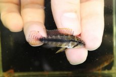 画像2: 【淡水魚】【通販】激安大特価 アピストグラマ sp マラヴィーリャ ワイルド【１匹 サンプル画像】(アピストグラマ)(生体)(熱帯魚)NKAP (2)