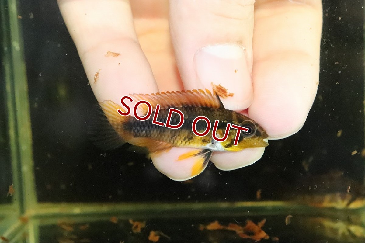 画像3: 【淡水魚】激安大特価 アピストグラマ sp マラヴィーリャ ワイルド【１匹 サンプル画像】(アピストグラマ)(生体)(熱帯魚)NKAP (3)